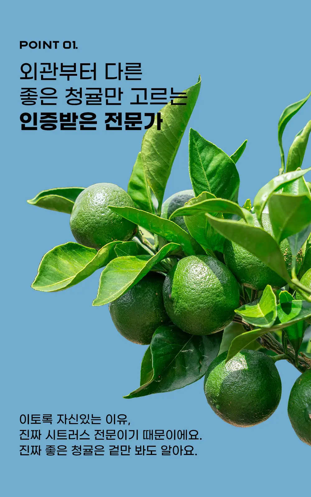 [레몬즙 영양소 2배] 귤메달 100% 유기농 청귤즙 14포 (2주분) 상세페이지 8